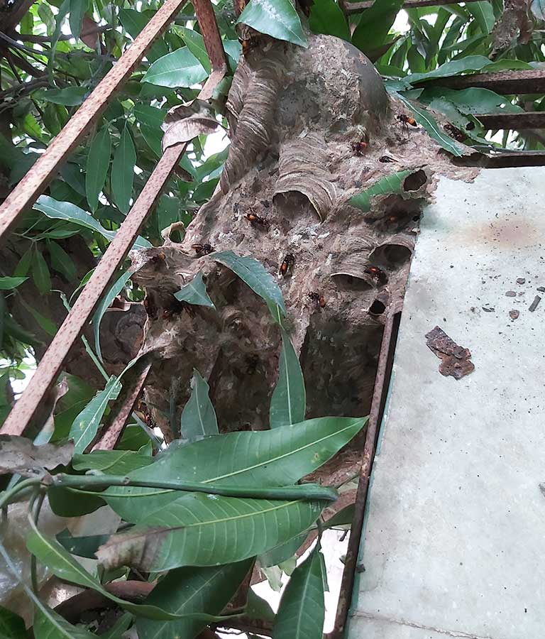 Life Care Pest Control